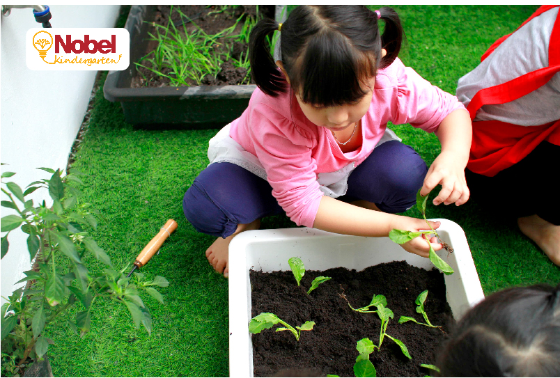 Trồng rau – thu hoạch  tại vườn trường Nobel